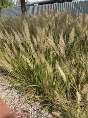 Poaceae