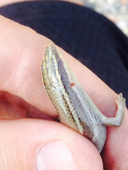 Plestiodon tetragrammus