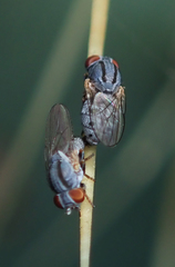 Leucopis bellula
