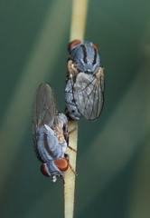 Leucopis bellula
