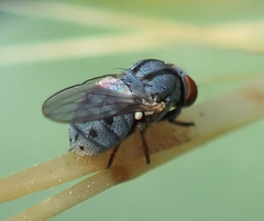 Leucopis bellula