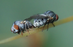Leucopis bellula