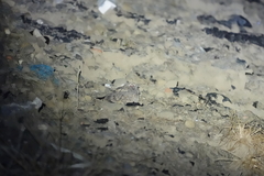 Caprimulgus affinis stictomus