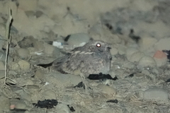 Caprimulgus affinis stictomus