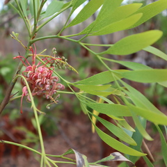 Grevillea heliosperma