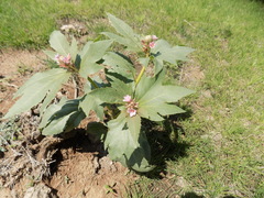 Jatropha macrorhiza