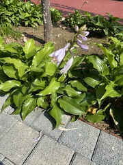 Hosta plantaginea