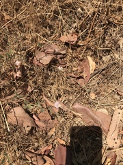 Acmispon americanus americanus