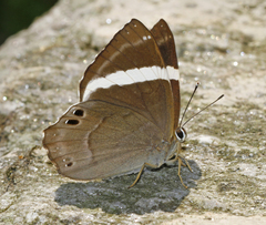 Abisara fylla