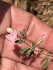 Acmispon americanus americanus