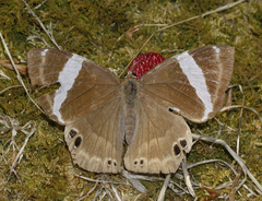 Abisara fylla