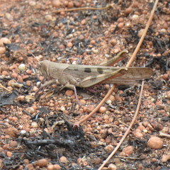 Austracris basalis