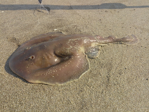 Apron ray (Discopyge tschudii) — Narcinidae — 3