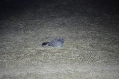 Caprimulgus affinis stictomus