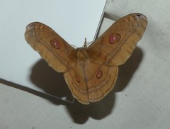 Opodiphthera rhythmica