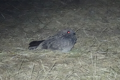 Caprimulgus affinis stictomus