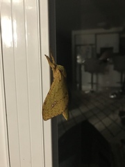 Aenetus eximia