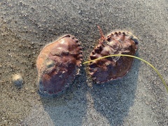 Romaleon antennarium