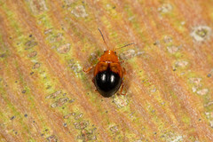 Nisotra bicolorata