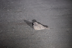 Caprimulgus affinis stictomus