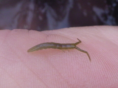 Pentidotea kirchanskii