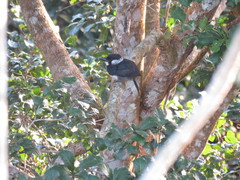 Notharchus pectoralis