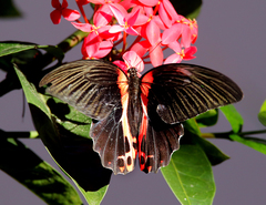 Papilio rumanzovia