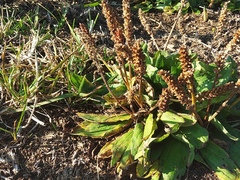 Plantago camtschatica