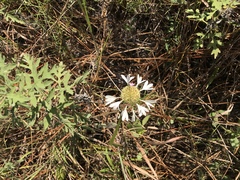 Gaillardia aestivalis winkleri
