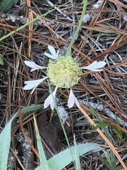 Gaillardia aestivalis winkleri