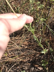 Gaillardia aestivalis winkleri