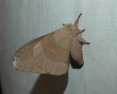 Opodiphthera rhythmica