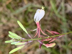 Oenothera filipes