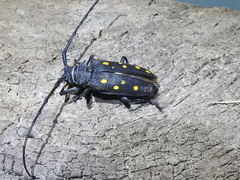 Batocera frenchi