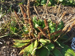 Plantago camtschatica