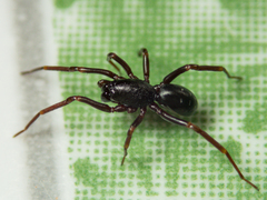 Oedignatha scrobiculata