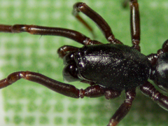 Oedignatha scrobiculata