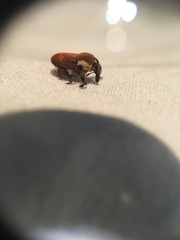 Neolaemosaccus thoreyi