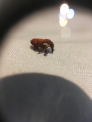 Neolaemosaccus thoreyi