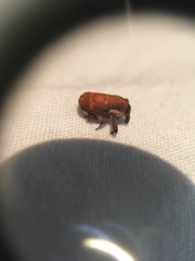 Neolaemosaccus thoreyi