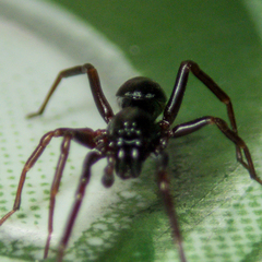 Oedignatha scrobiculata