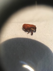 Neolaemosaccus thoreyi