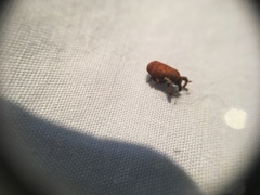 Neolaemosaccus thoreyi