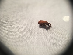 Neolaemosaccus thoreyi