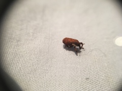 Neolaemosaccus thoreyi