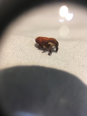 Neolaemosaccus thoreyi