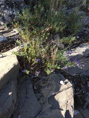 Salvia lycioides