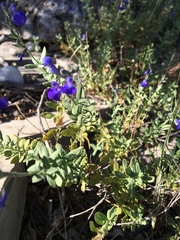 Salvia lycioides