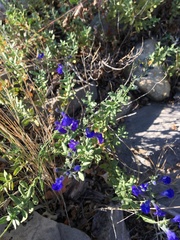 Salvia lycioides