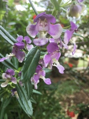 Angelonia